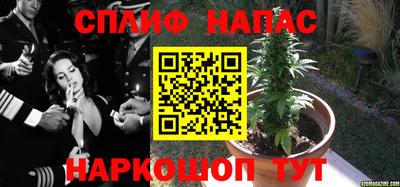 прущие грибы Можайск